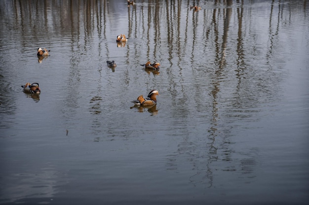 Canards mandarins nageant sur le lac