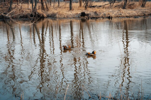 Canards mandarins nageant sur le lac