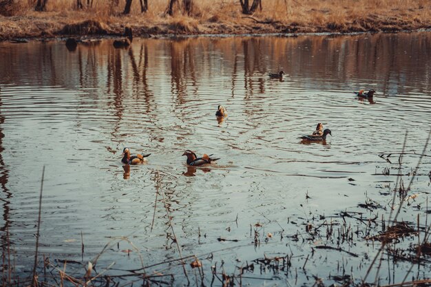 Canards mandarins nageant sur le lac