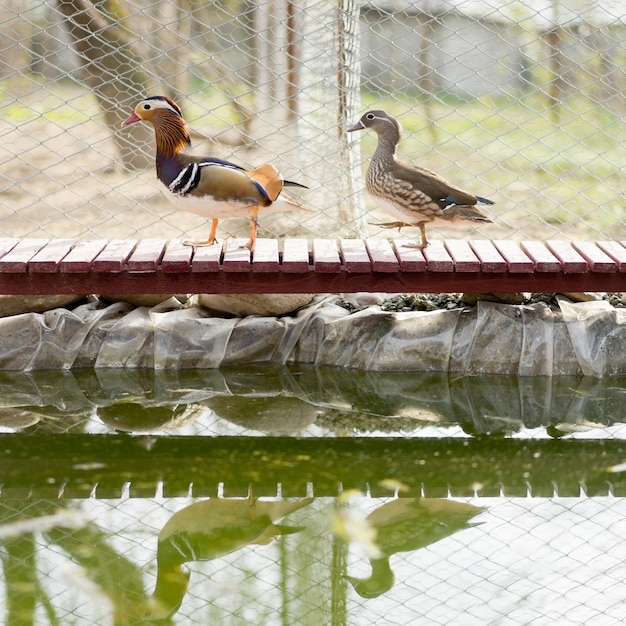 canards mandarins