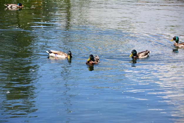 canards nageant dans l'eau bleue de l'étang