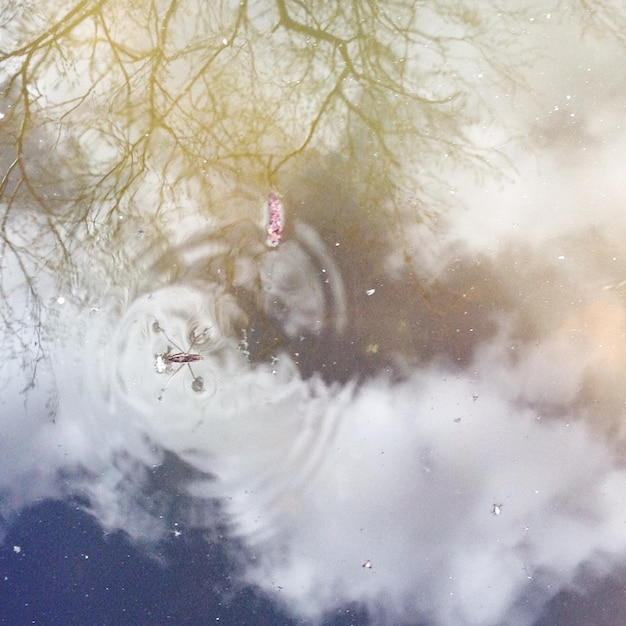 Photo des canards nageant dans l'eau.