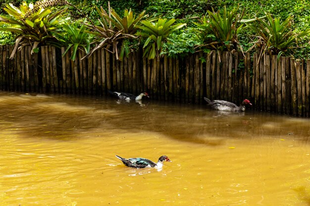 Canards nageant dans un étang à la ferme.