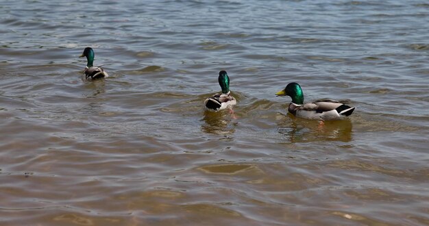 canards nageant dans le lac en été