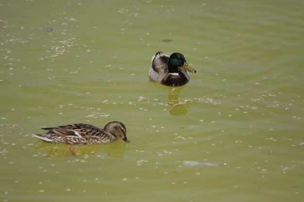 Photo des canards nageant dans le lac.