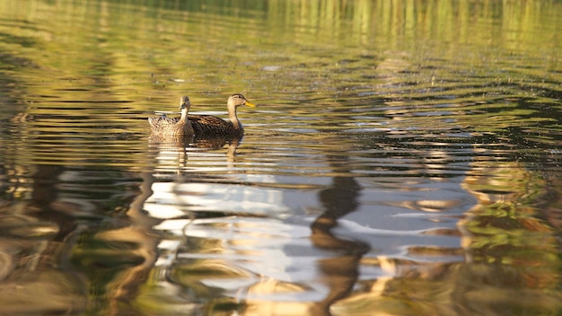 Photo des canards nageant dans le lac.