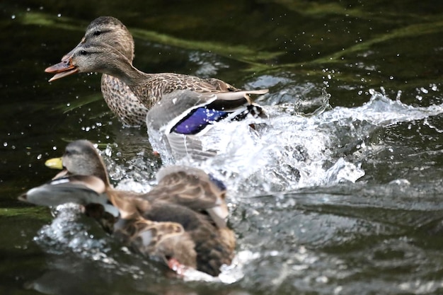 Photo des canards nageant dans le lac.