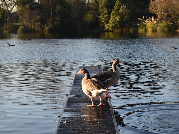 Photo des canards nageant dans le lac.