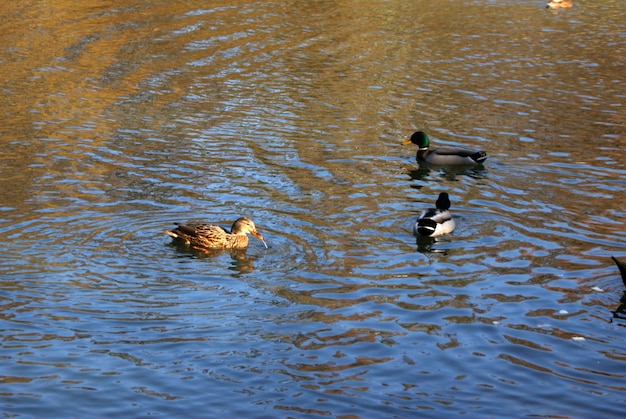 Photo des canards nageant dans le lac.