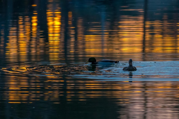 Des canards nageant dans le lac.