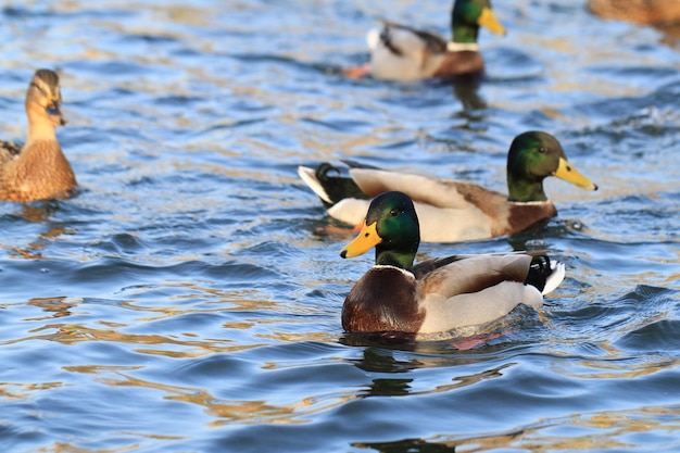 Photo des canards nageant dans le lac.