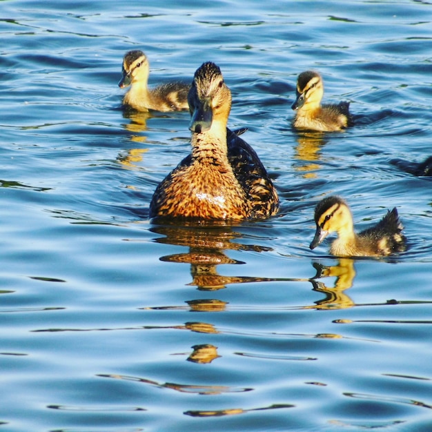 Photo des canards nageant dans le lac.