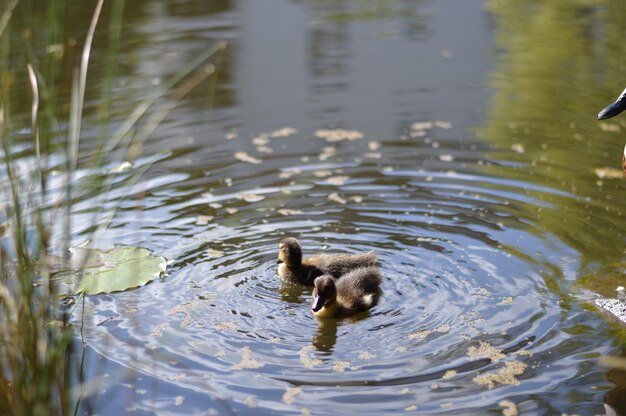 Photo des canards nageant dans le lac.