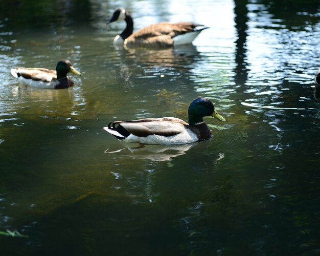 Des canards nageant dans le lac.