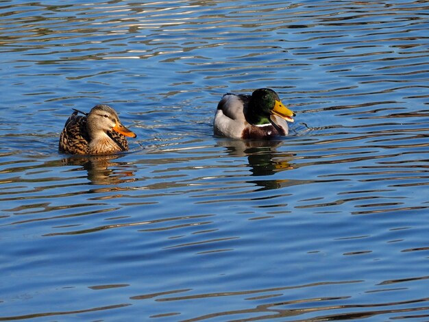 Photo des canards nageant dans le lac.