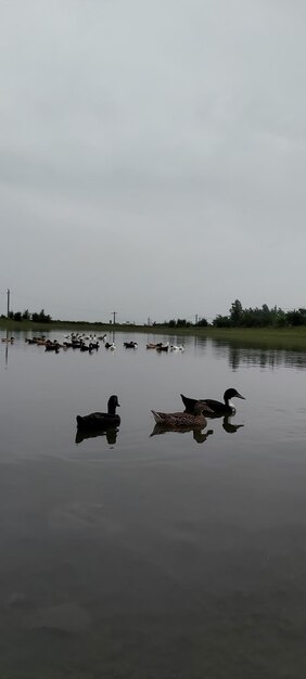 Des canards nageant dans le lac.