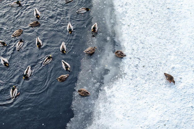 Canards nageant sur l'étang d'hiver