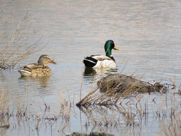 Des canards nageant sur le lac.