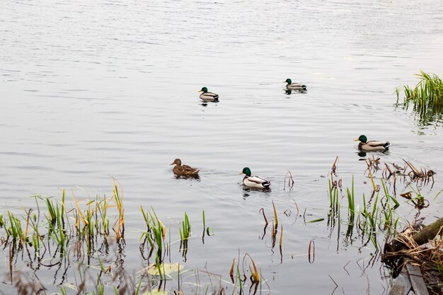 Les canards nagent dans l'eau près du rivage