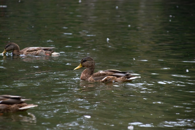 Les canards nagent dans l'étang du parc de la ville.