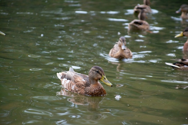 Les canards nagent dans l'étang du parc de la ville.