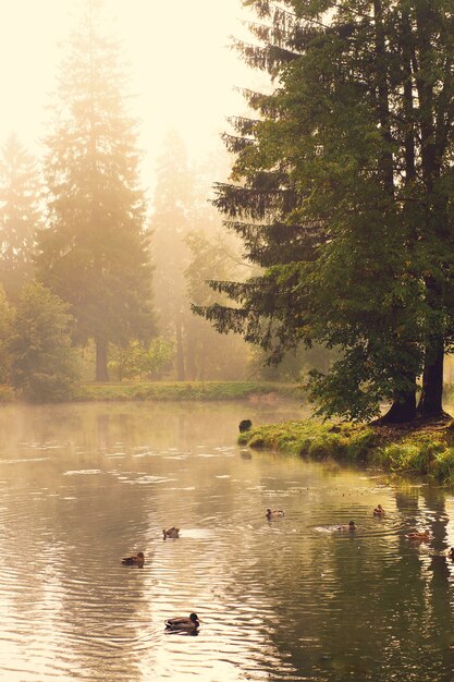 Les canards nagent dans le lac de la forêt un matin brumeux d'été