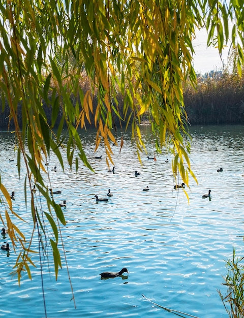 Les canards nagent dans le lac sous le saule du parc