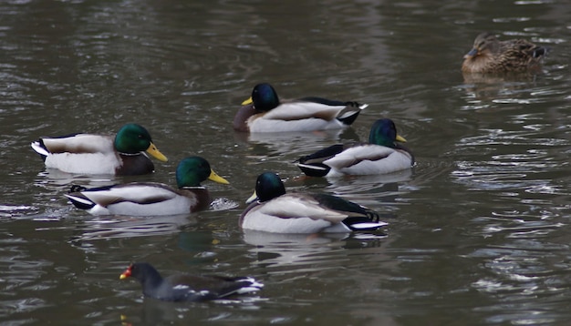 Photo des canards nagent dans le lac.