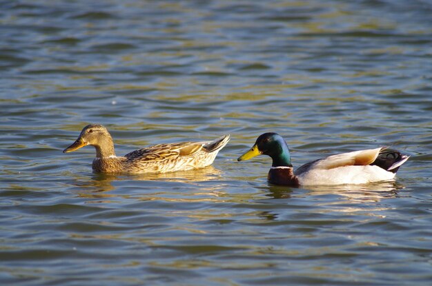 Photo des canards nagent dans le lac.