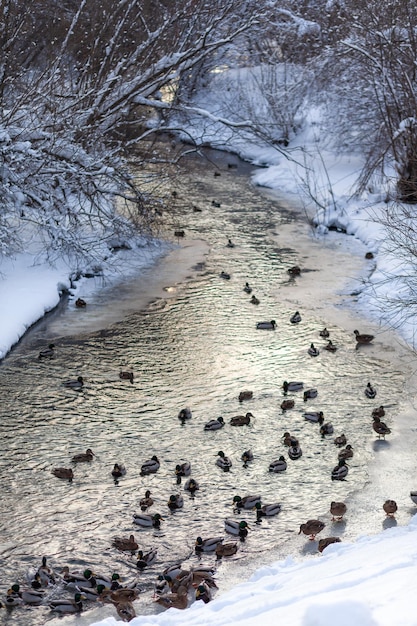 Les canards nagent dans la rivière du parc public de la ville en hiver. Migration des oiseaux. Canards et pigeons