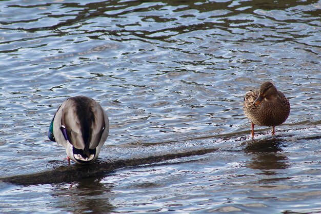 Photo des canards nagent sur le lac.