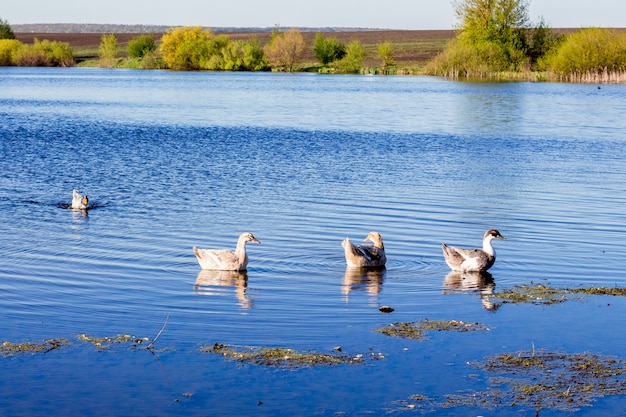 Sur les canards de natation de la rivière par une journée d'été ensoleillée