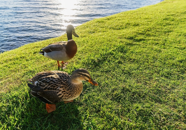 Les canards noirs du Pacifique ou canard gris au lac Taupo, île du Nord de la Nouvelle-Zélande