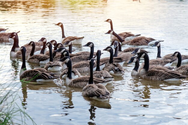 Canards et nombreux canetons nageant sur le lac