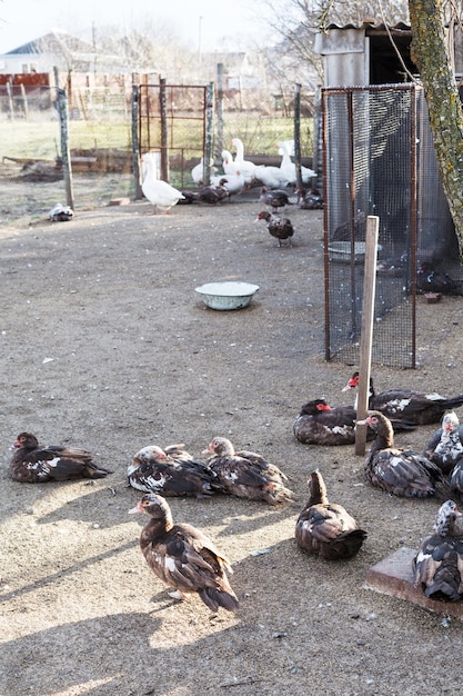 Canards et oies dans la basse-cour du village