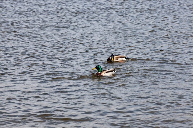 Canards d'oiseaux sauvages dans leur habitat naturel, sauvagine à l'état sauvage, canards sauvages au printemps ou en été en europe