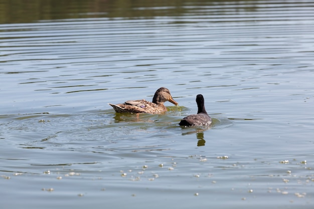 Canards d'oiseaux sauvages dans leur habitat naturel, sauvagine à l'état sauvage, canards sauvages au printemps ou en été en europe