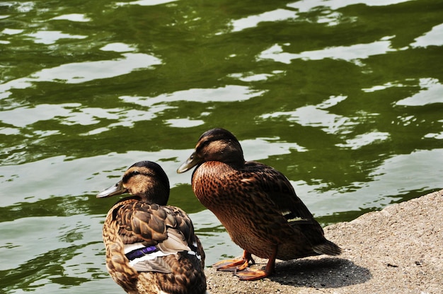 Canards sur le parapet de pierre de l'étang. Canard et canard au bord de l'étang. Été, parc de la ville