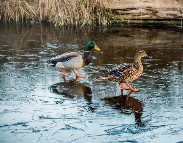 Photo des canards perchés à l'extérieur