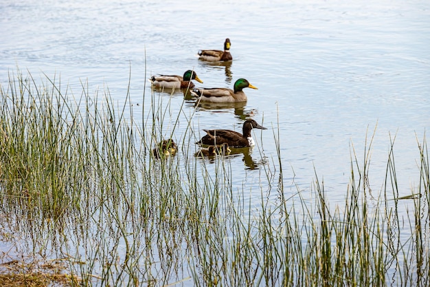 des canards avec des poussins nageant sur la rivière Ebro en Espagne un jour de printemps