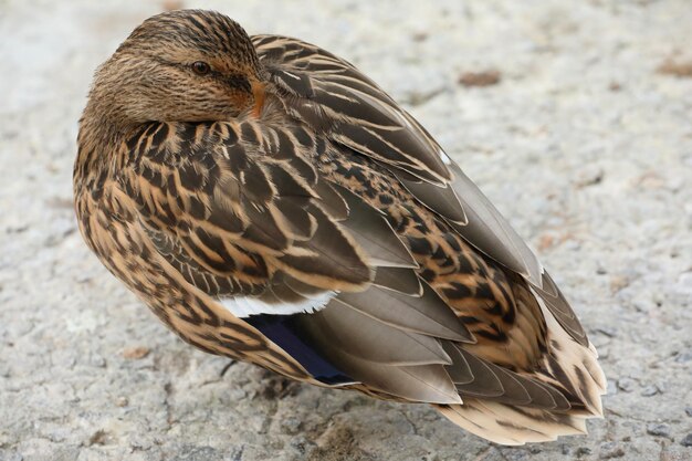 Canards près du lac dans le parc