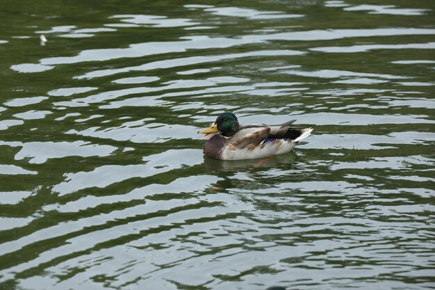 Canards près du lac dans le parc