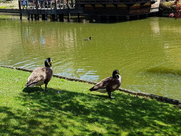 Photo canards en promenade dans le jardin batanique