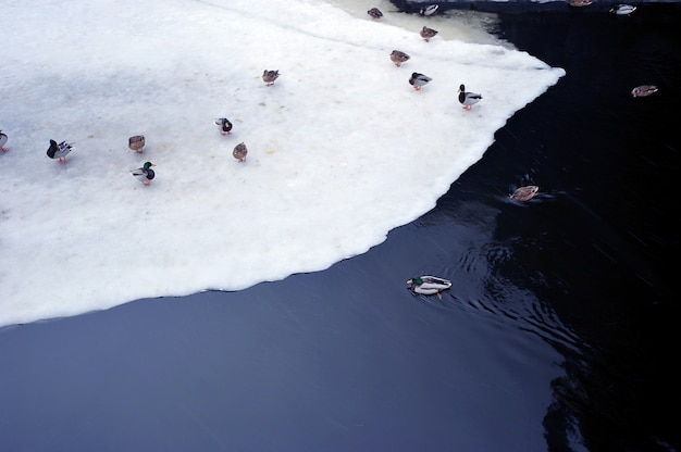 Canards sur une rivière gelée