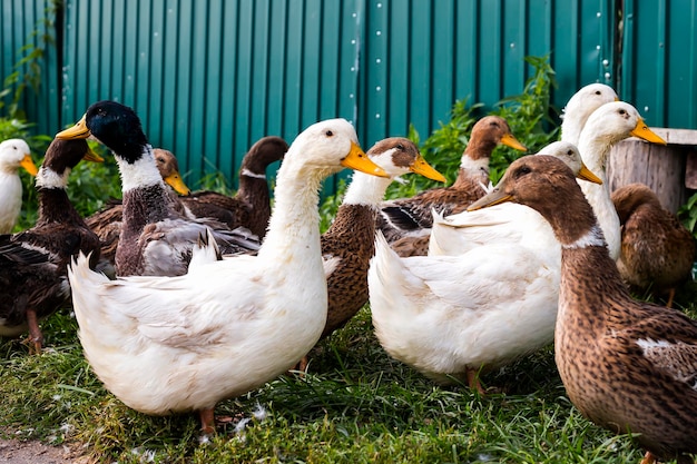 Canards rustiques