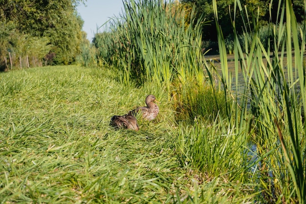 Canards sauvages au bord du lac. Canards sur l'herbe verte. Canards sauvages.