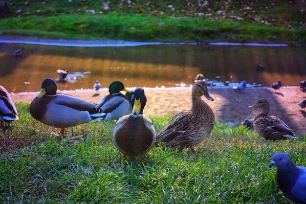 Photo des canards sauvages sur un champ près d'un lac