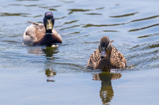 Canards sauvages colvert mâle et femelle (Anas platyrhynchos) habitat naturel