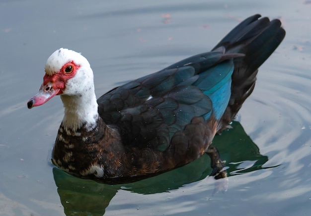 Canards sauvages dans un étang