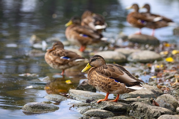 canards sauvages dans le parc à la surface de l'eau et sur la pelouse